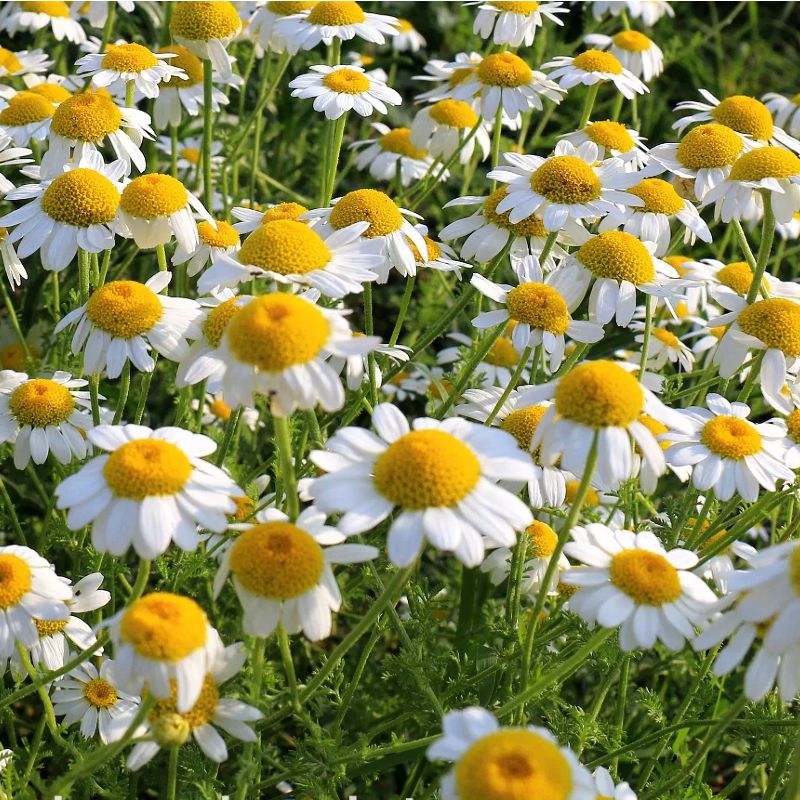 Kamilla Złoty Łan – 0,5 gr