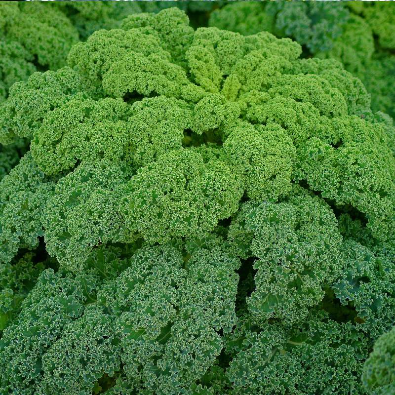 Kelkáposzta Westlandse Winter BIO