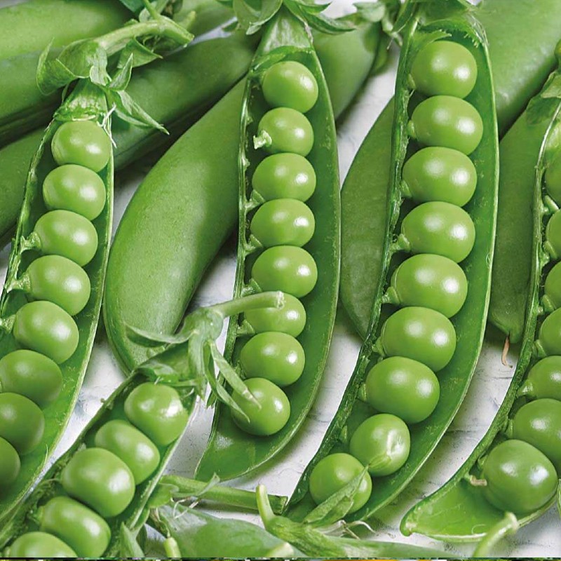 Kerti borsó Avola - 20 gr