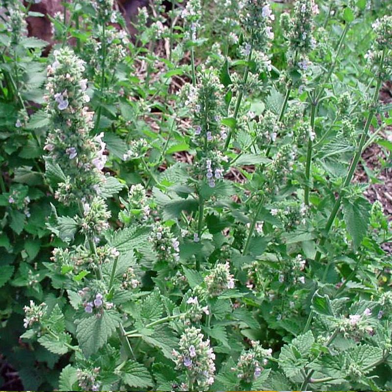 Macskamenta - 0,3 gr