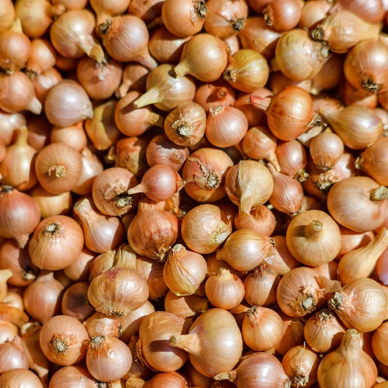 Makói dughagyma CR zöldhagymának való típus (250 gr)