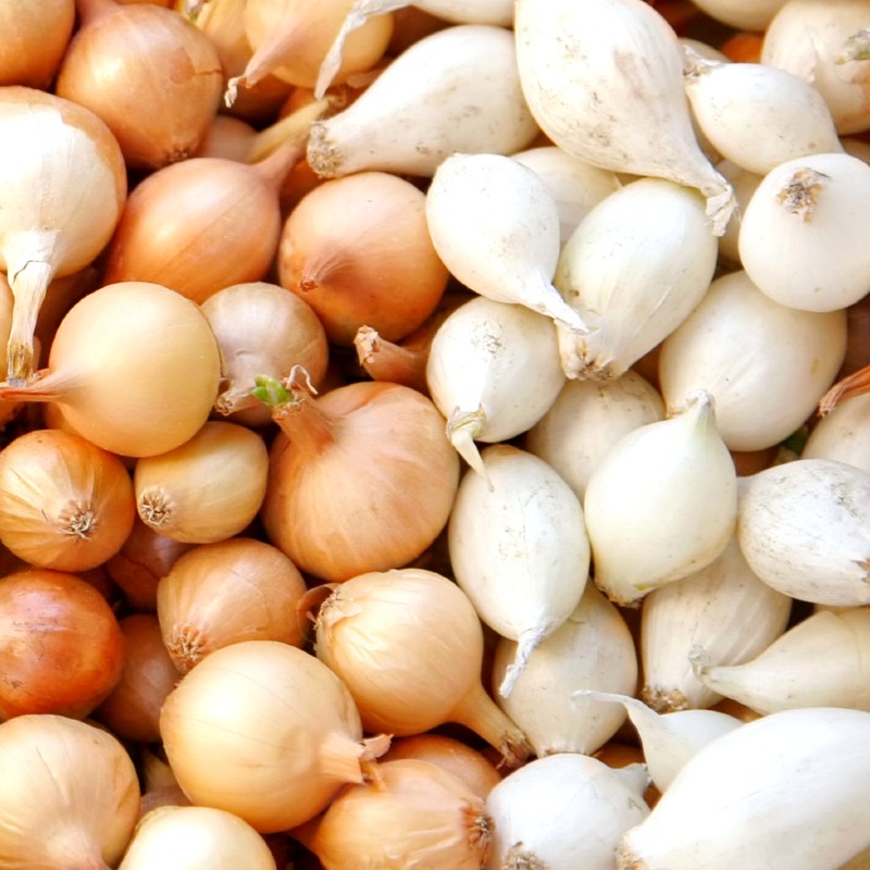 Dughagyma ültetőcsomag (5×250 gr)