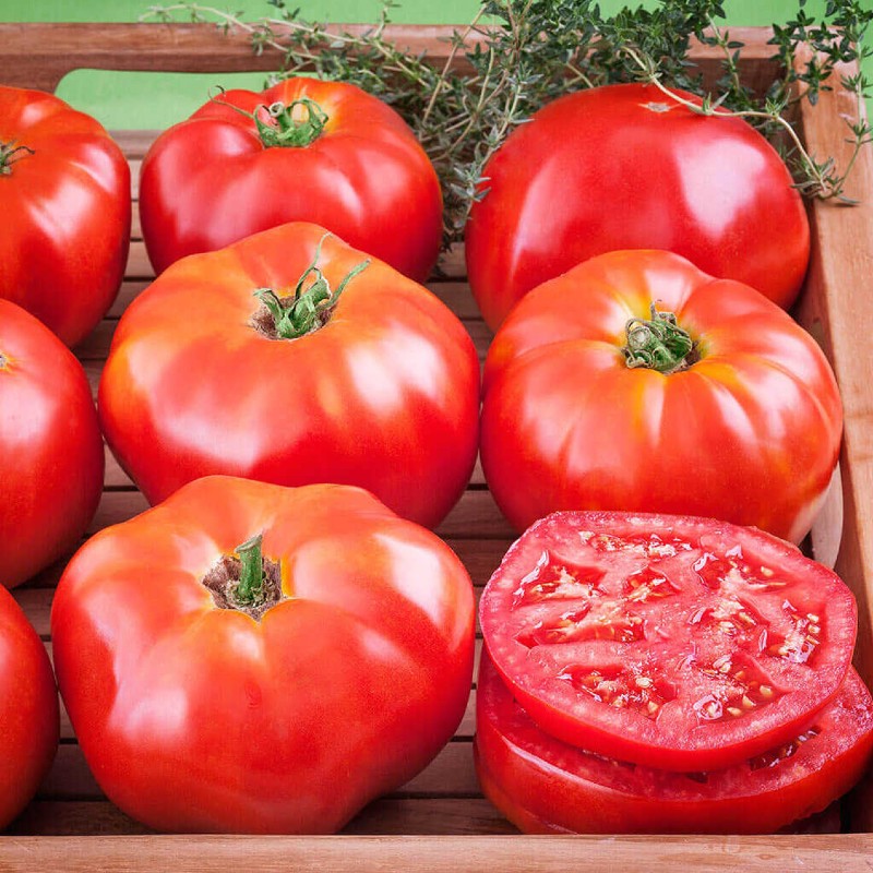 Paradicsom Ace 55 VF BIO