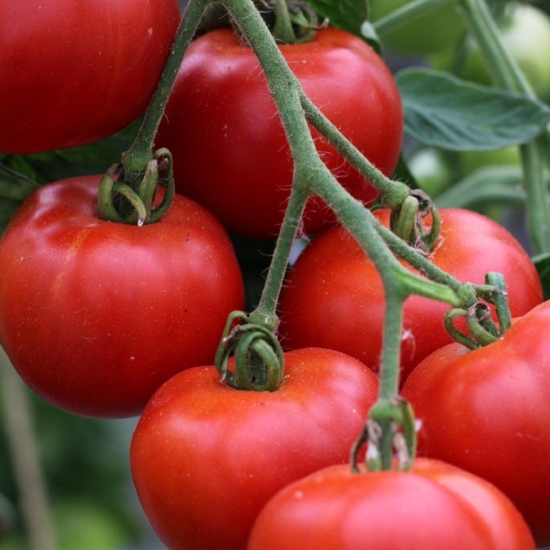 Paradicsom Matina BIO