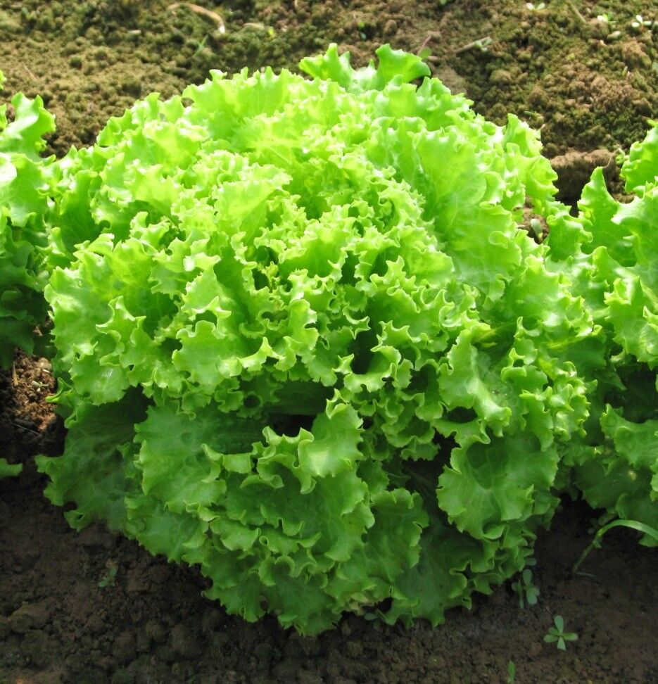 Saláta Bionda a Foglia Riccia BIO