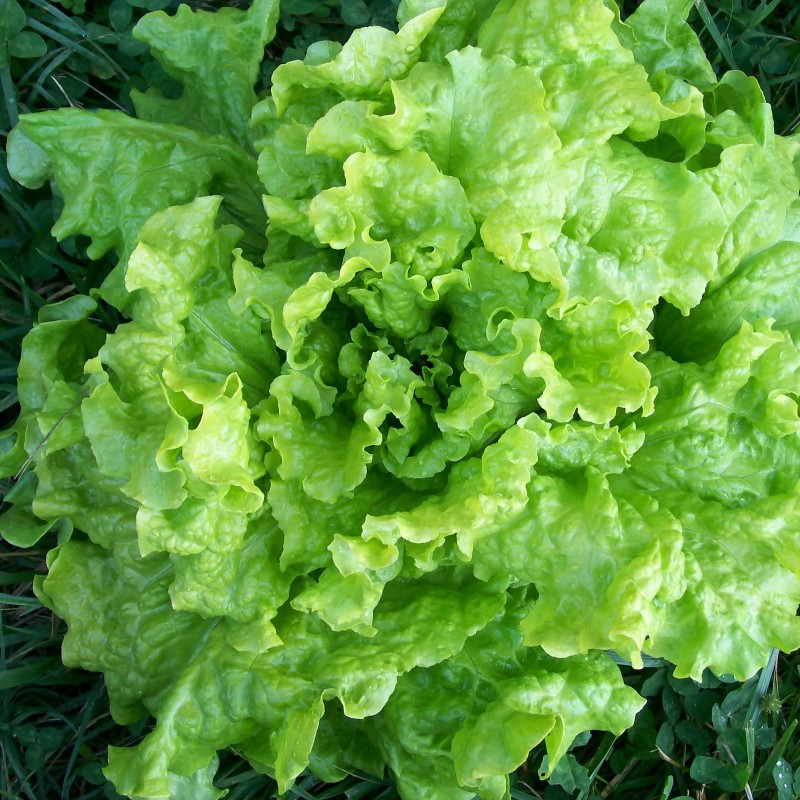 Saláta Black Seeded Simpson BIO