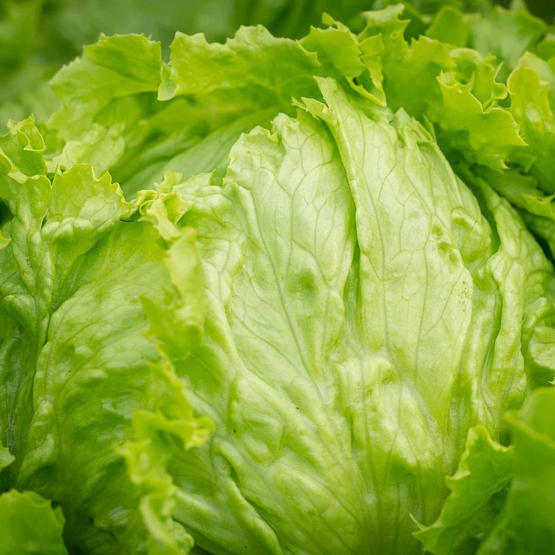 Saláta Kagraner Sommer 2 BIO