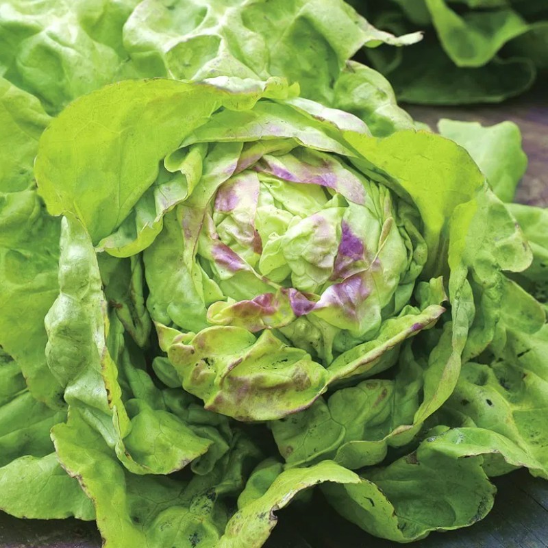 Saláta Regina di Maggio BIO