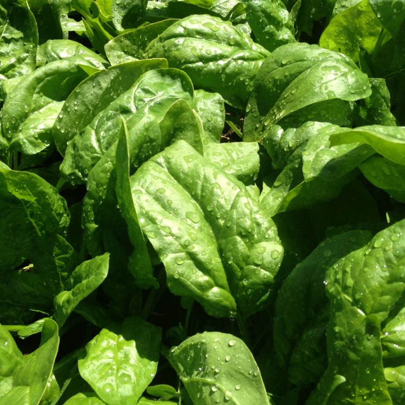 Spenót Gigante de Invierno BIO