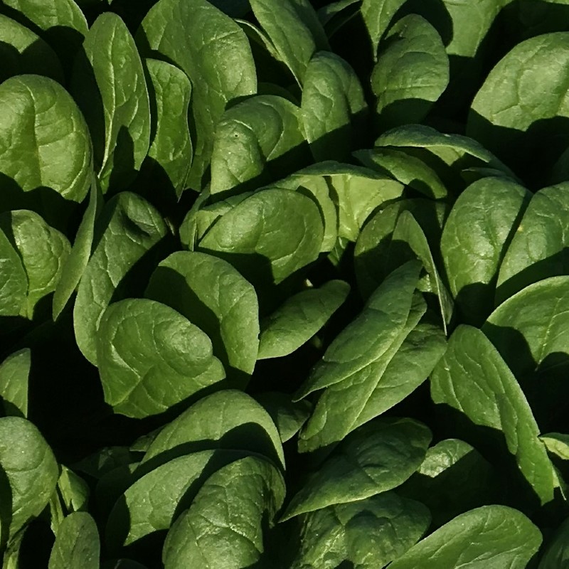 Spenót Puma F1 - 3 gr