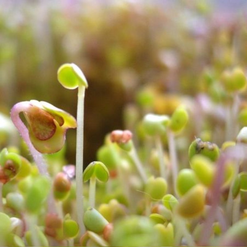 Vajrépa csíramag (150 gr)