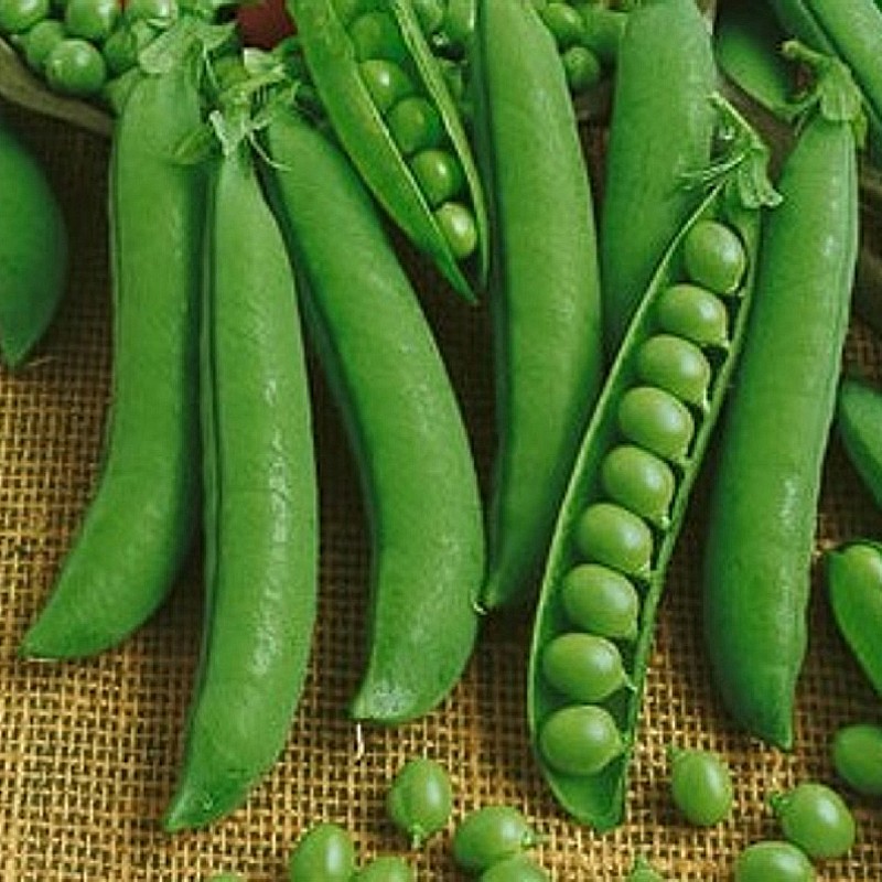 Velőborsó Progress N.9 BIO