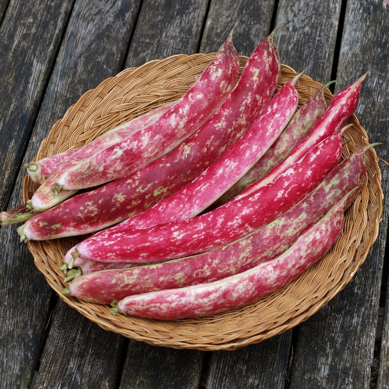 Zöldbab Borlotto Lingua di Fuoco Nano BIO