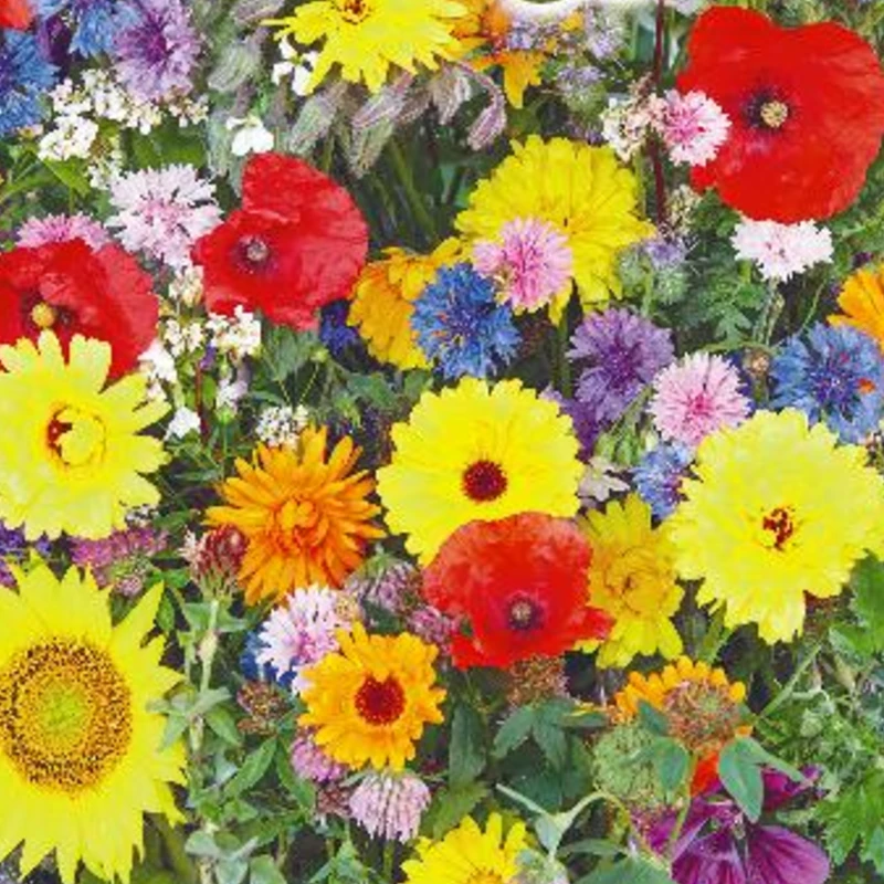 Egynyári virágkeverék Butterfly BIO