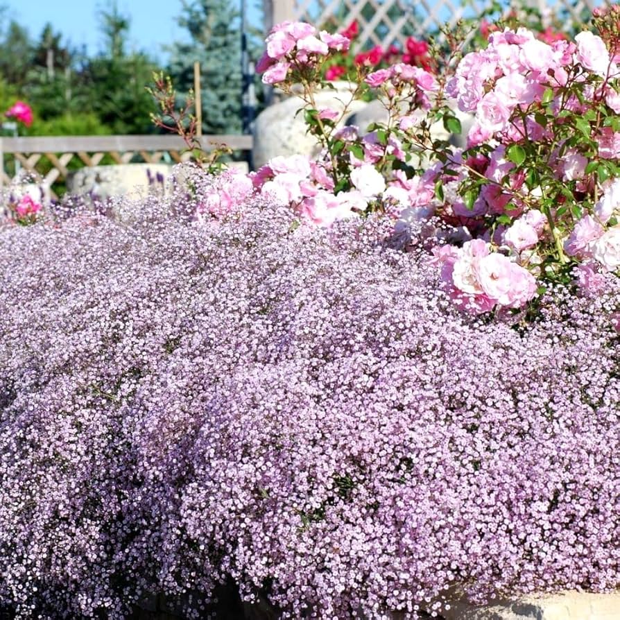 Kúszó fátyolvirág Rose