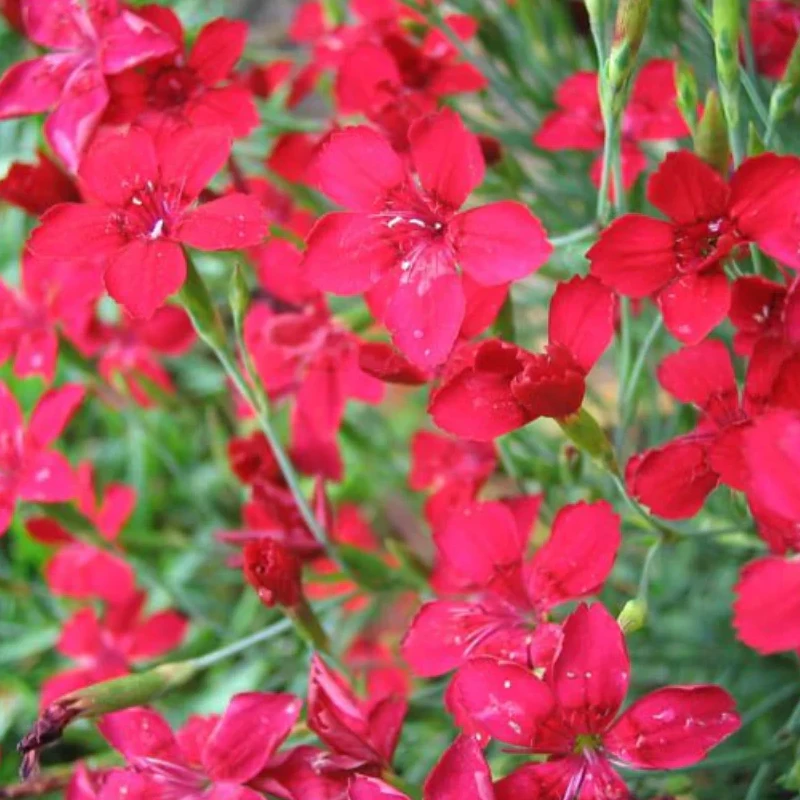 Réti szegfű Maiden Pink Flashing Light