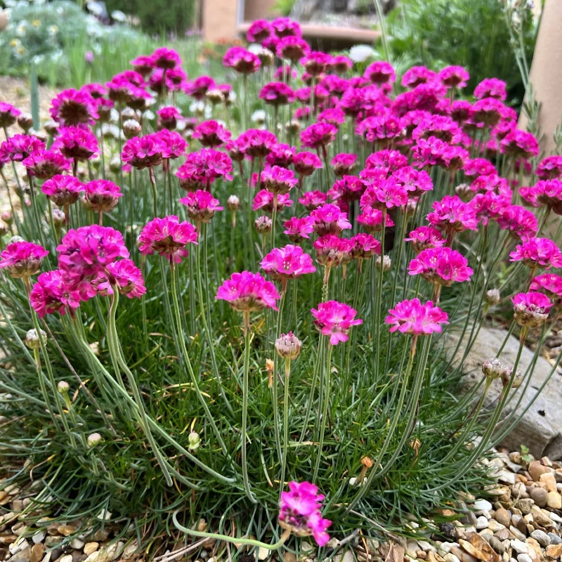 Tengerparti pázsitszegfű