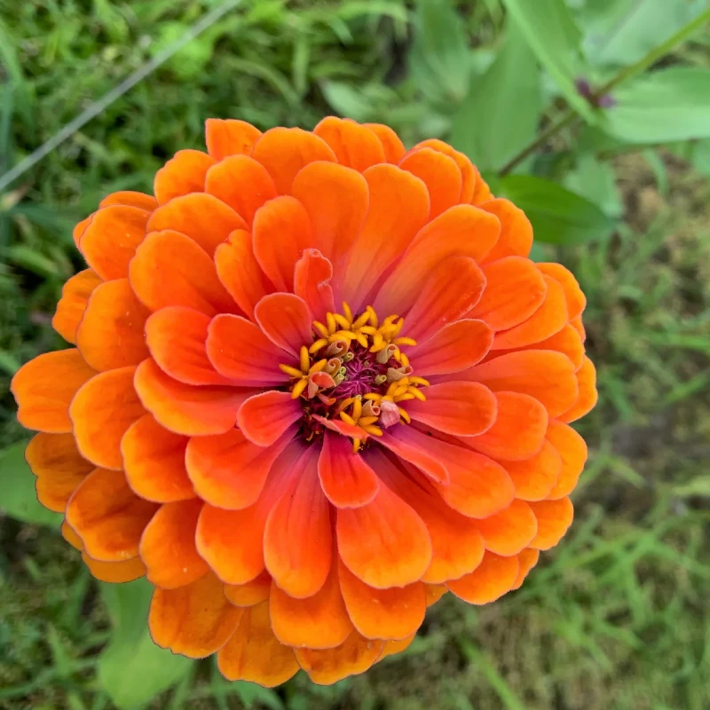 Rézvirág Orange King