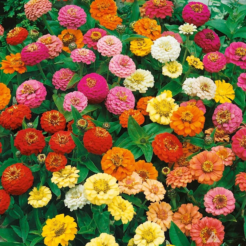 Rézvirág Thumbelina