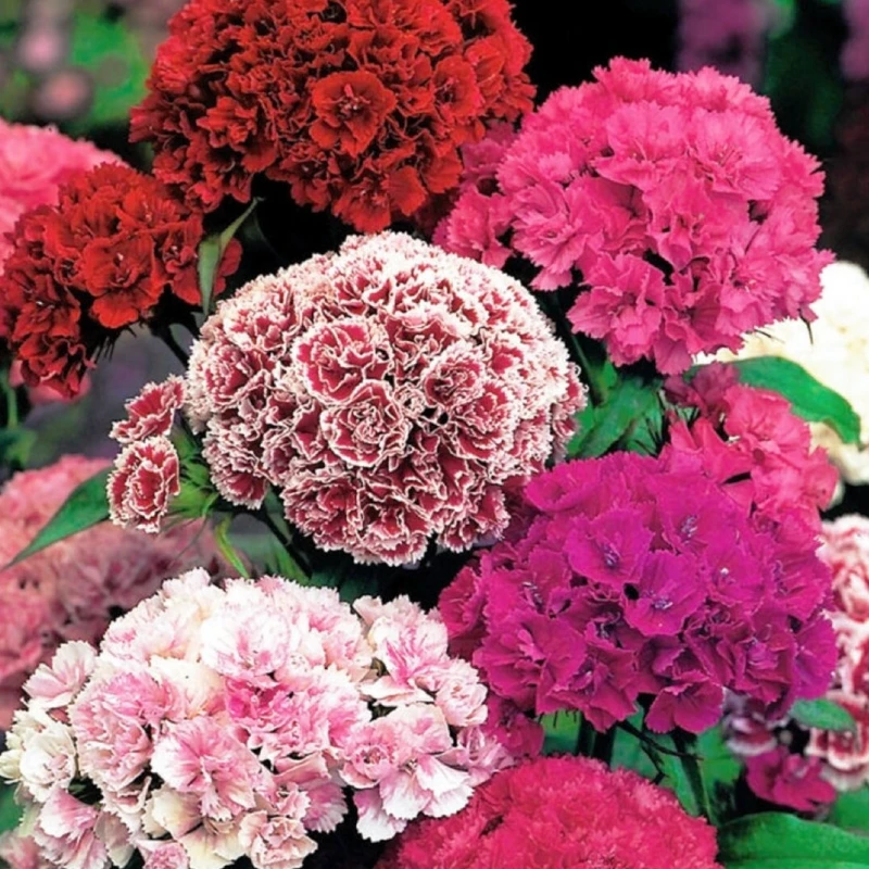 Törökszegfű Pinocchio