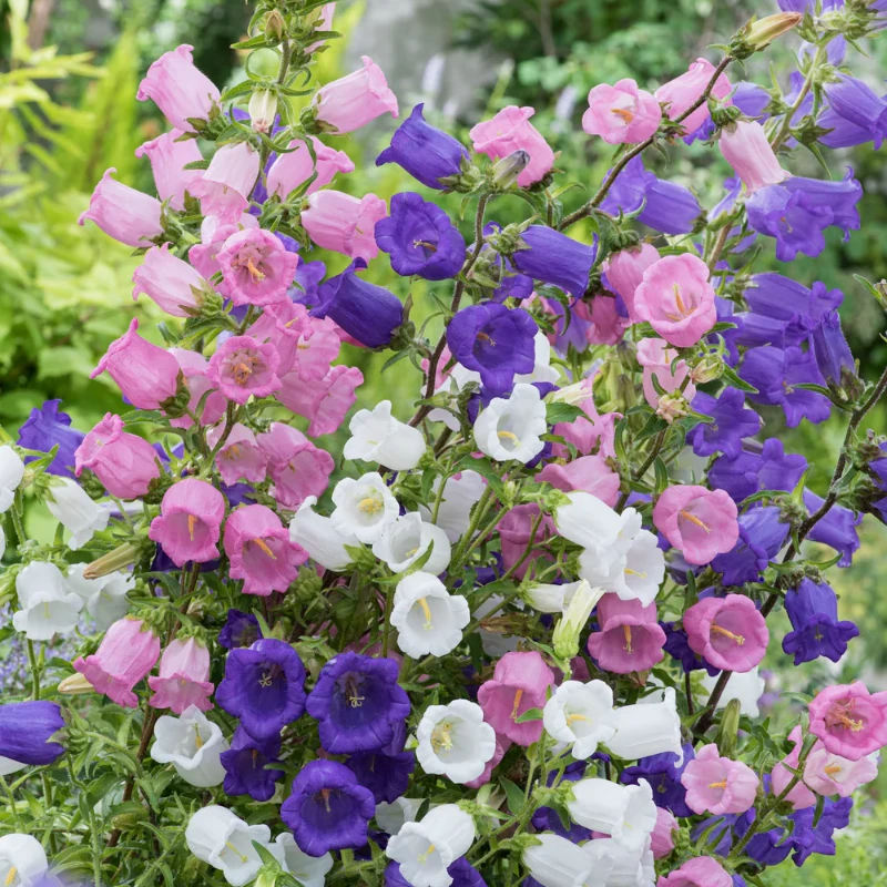 Csupros harangvirág Cups & Saucer