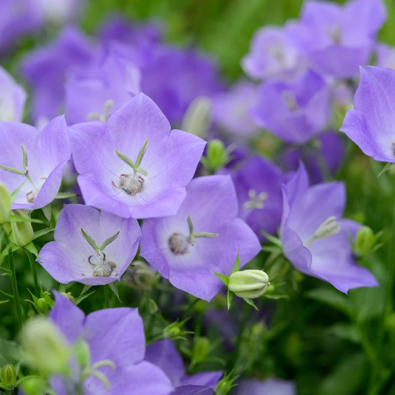 Kárpáti harangvirág