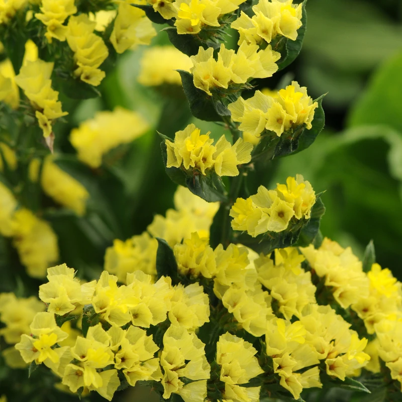 Egynyári sóvirág - sárga virágú