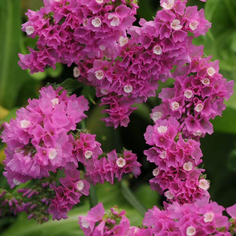 Egynyári sóvirág - rózsaszín virágú