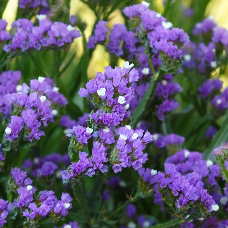 Egynyári sóvirág - lila virágú