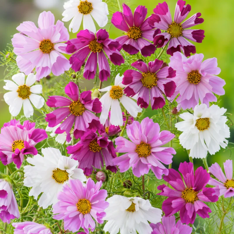 Kerti pillangóvirág Sea Shells