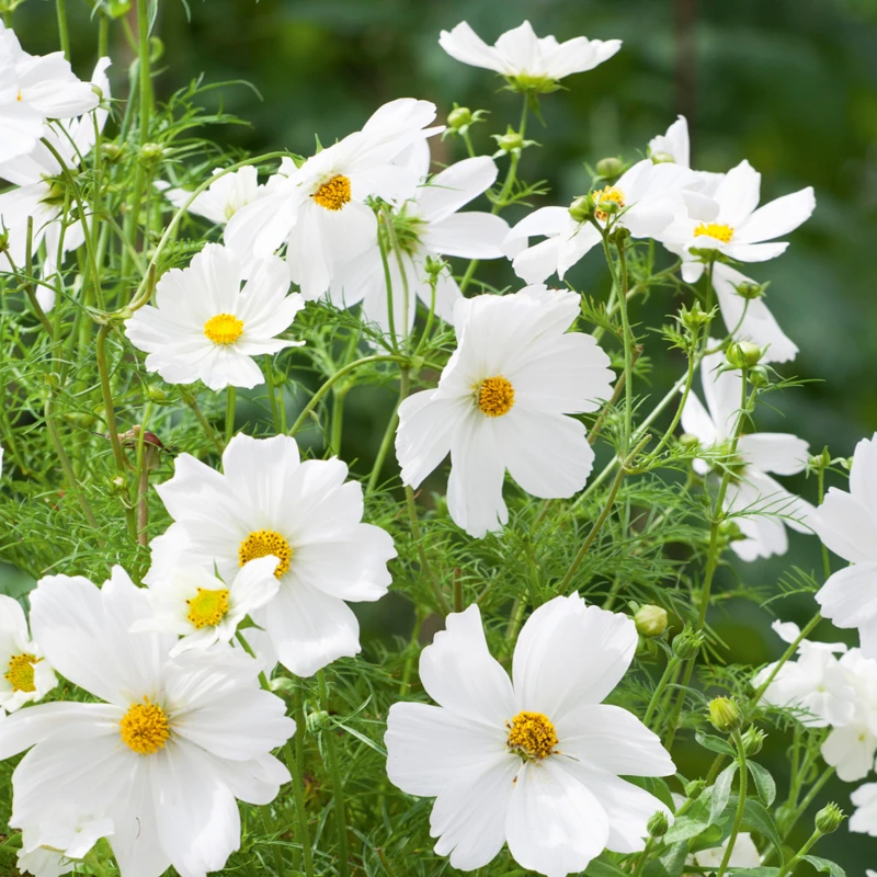 Kerti pillangóvirág Sensation White