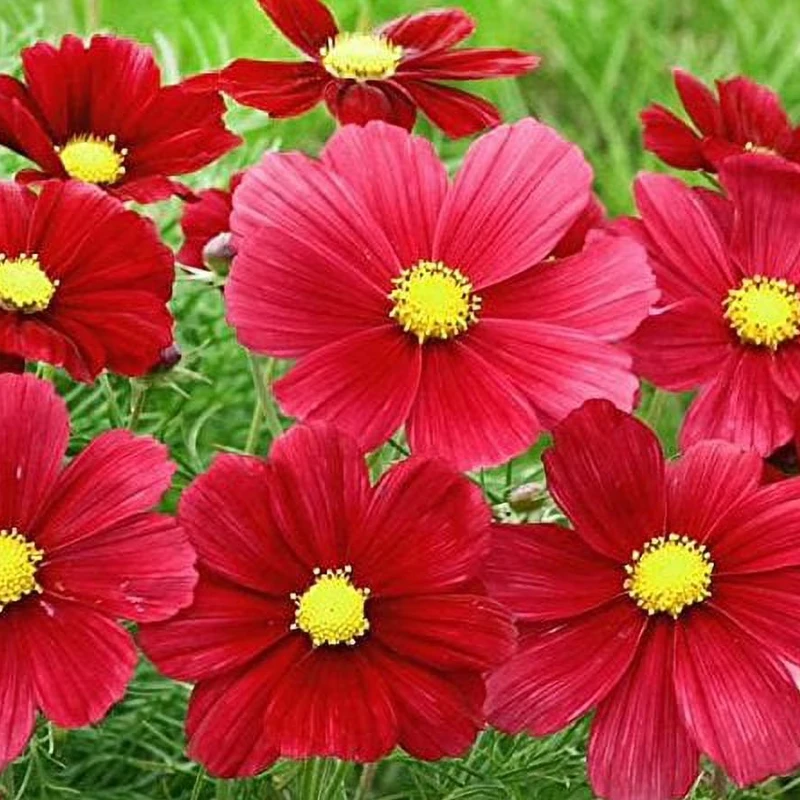 Kerti pillangóvirág Sensation Carmine