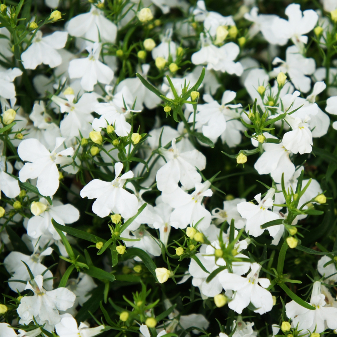 Törpe lobélia White Cascade