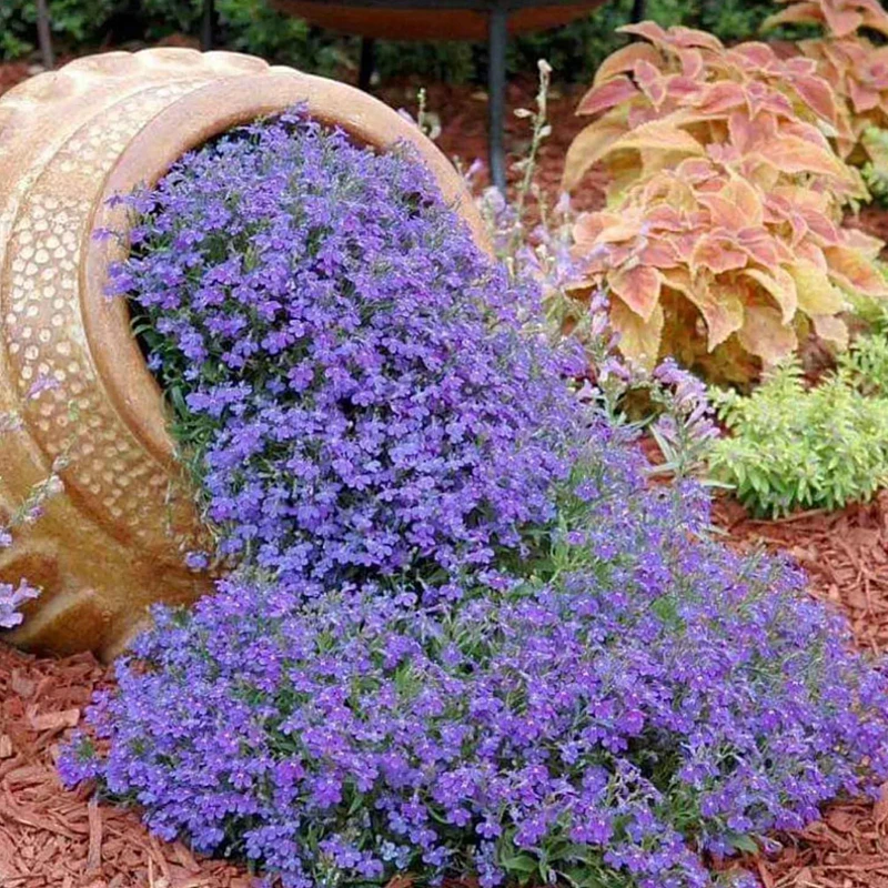 Törpe lobélia Blue Carpet