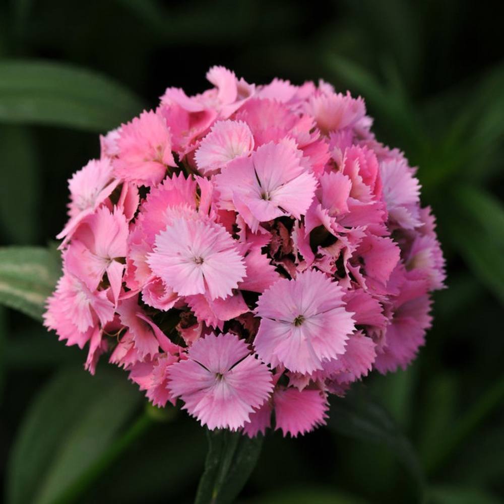 Törökszegfű Pink Beauty