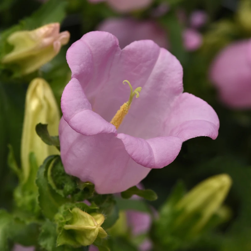 Csupros harangvirág