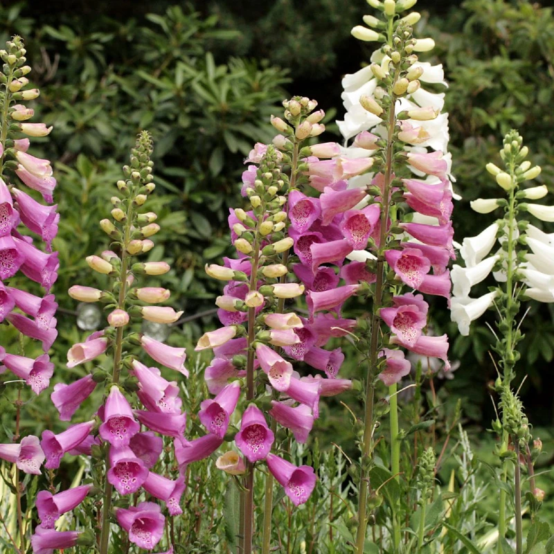 Piros gyűszűvirág Foxy Mix