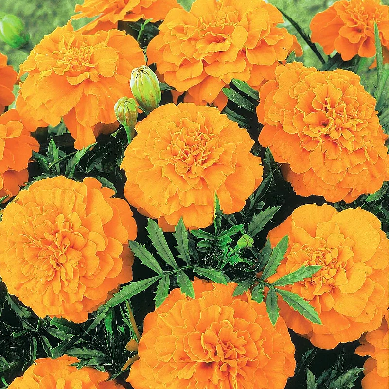 Kisvirágú bársonyvirág Valencia