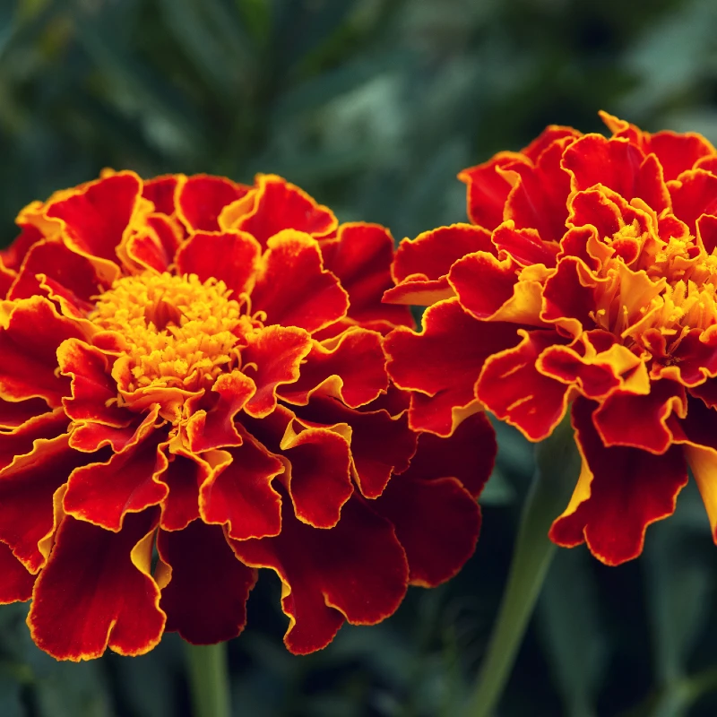 Kisvirágú bársonyvirág Red Brocade