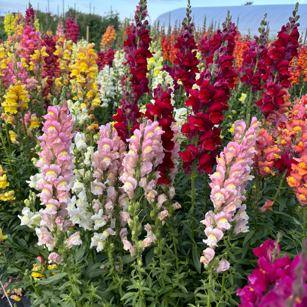 Kerti oroszlánszáj Rainbow