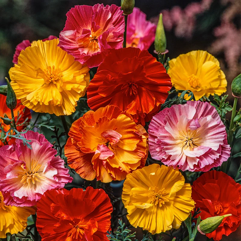Kaliforniai kakukkmák Ballerina