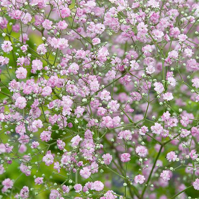 Egynyári fátyolvirág Rosea