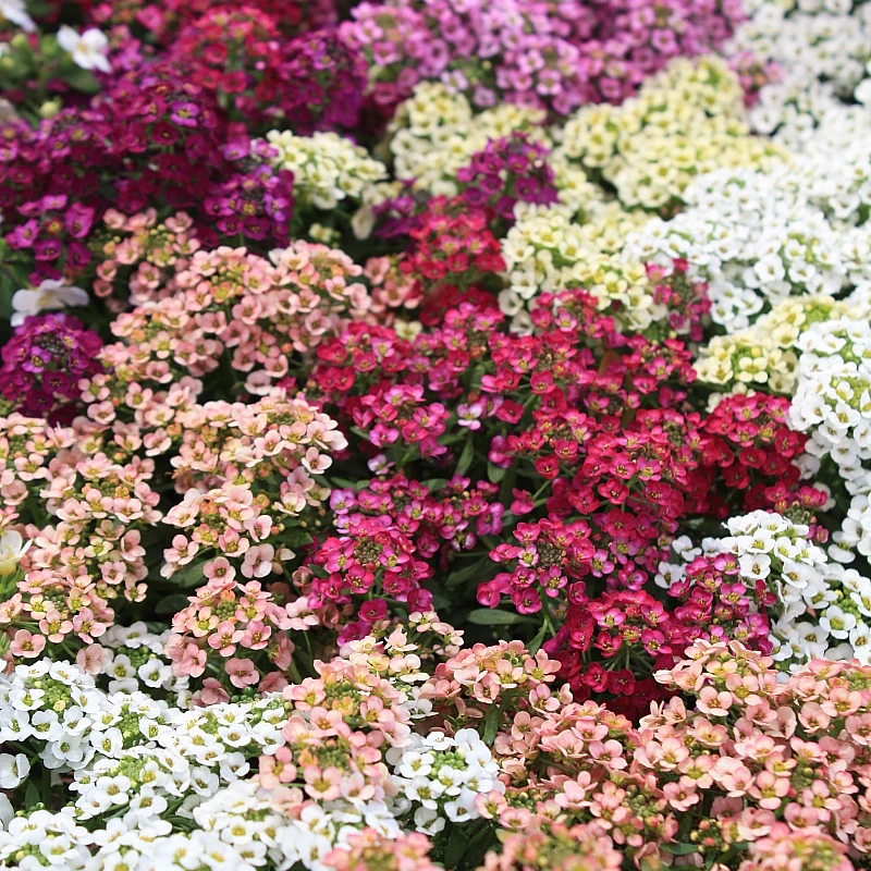 Mézvirág Magic Circles