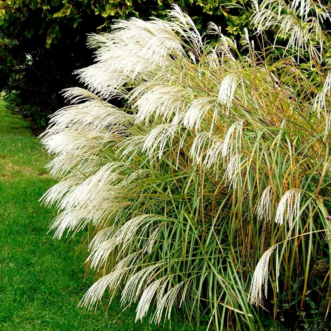 Kínai virágosnád Early Hybrids