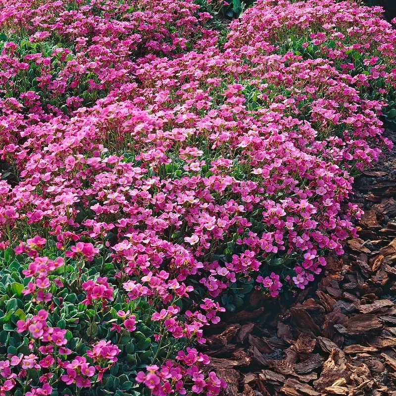 Kaukázusi ikravirág Rosea