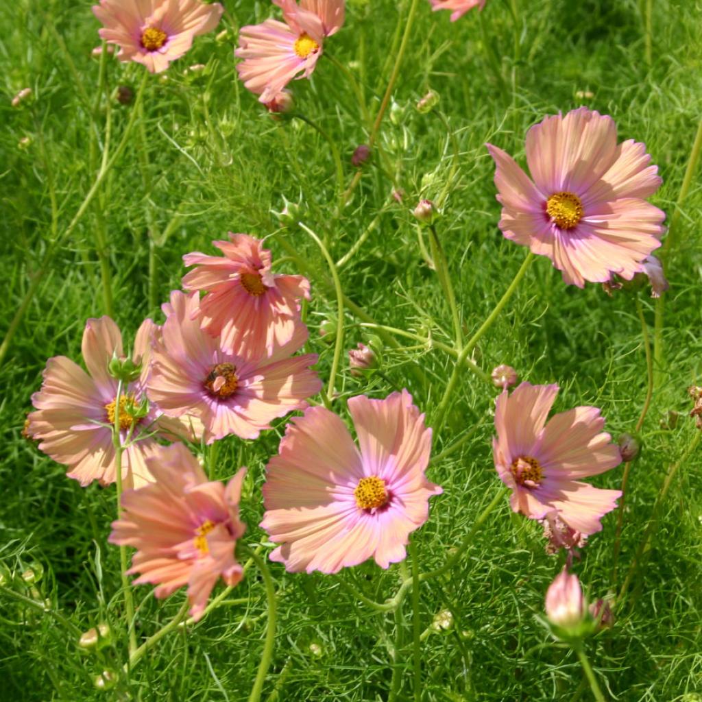 Kerti pillangóvirág Apricotta