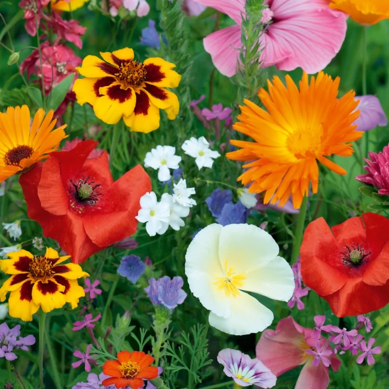Egynyári virágkeverék Balcony