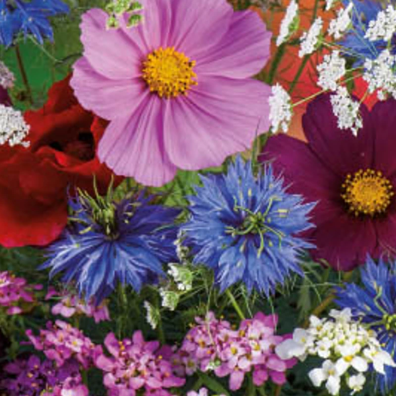 Egynyári virágkeverék Duet Lilac