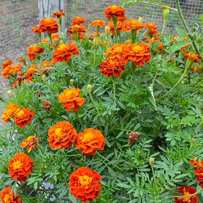 Kisvirágú bársonyvirág Spanish Brocade