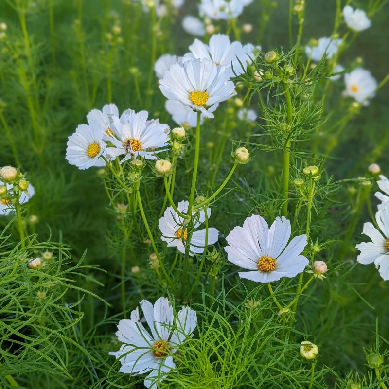 Kerti pillangóvirág Early Summer